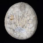 Echinocorys humilis LAMBERT 1903 - Bild © FossNet FossilienStore